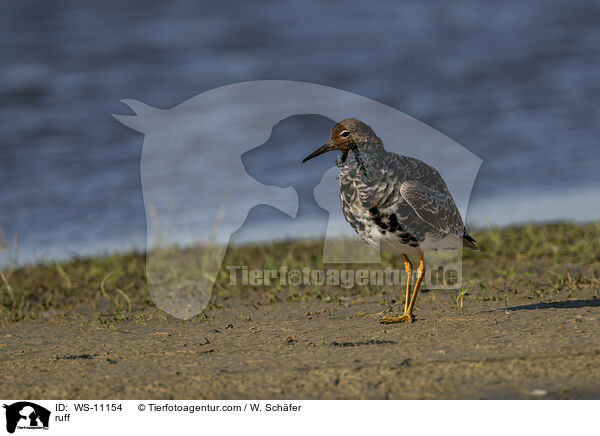 ruff / WS-11154