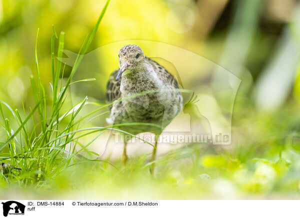 Kampflufer / ruff / DMS-14884