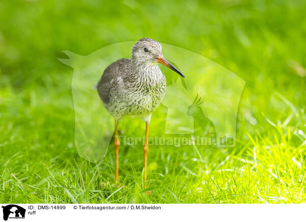 Kampflufer / ruff / DMS-14899