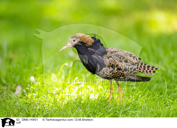 Kampflufer / ruff / DMS-14901