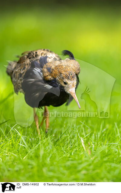Kampflufer / ruff / DMS-14902