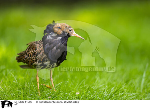 Kampflufer / ruff / DMS-14903