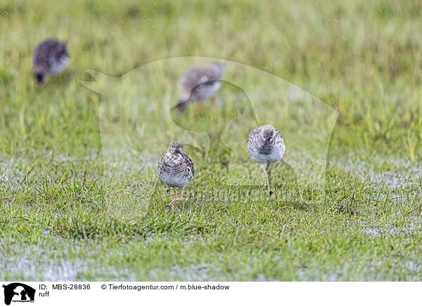 Kampflufer / ruff / MBS-28836