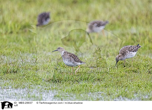 Kampflufer / ruff / MBS-28837