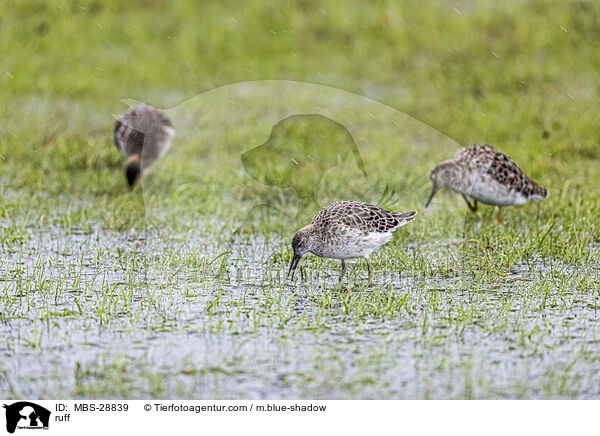 Kampflufer / ruff / MBS-28839
