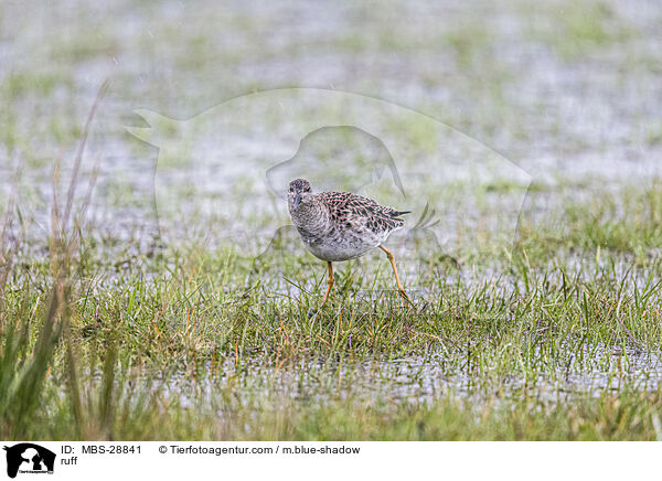 Kampflufer / ruff / MBS-28841