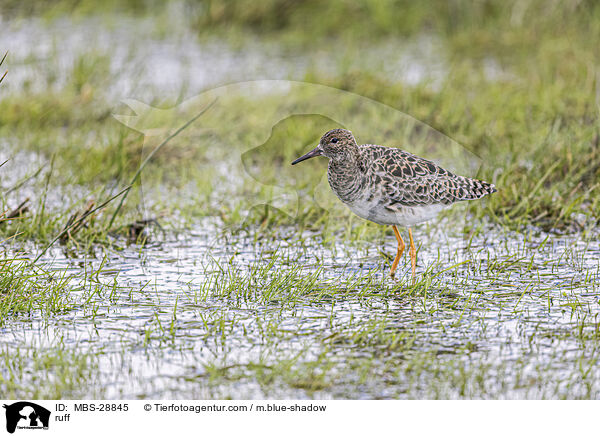 Kampflufer / ruff / MBS-28845