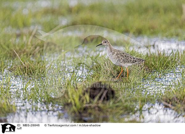 Kampflufer / ruff / MBS-28846
