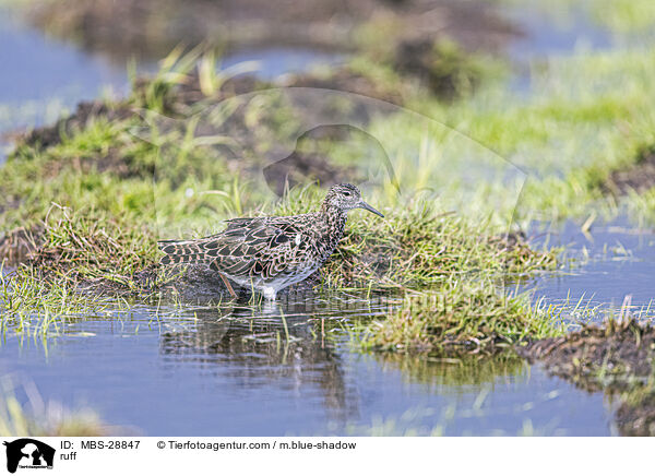Kampflufer / ruff / MBS-28847
