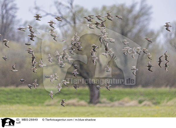 Kampflufer / ruff / MBS-28849