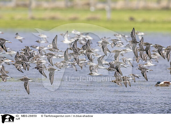 Kampflufer / ruff / MBS-28859