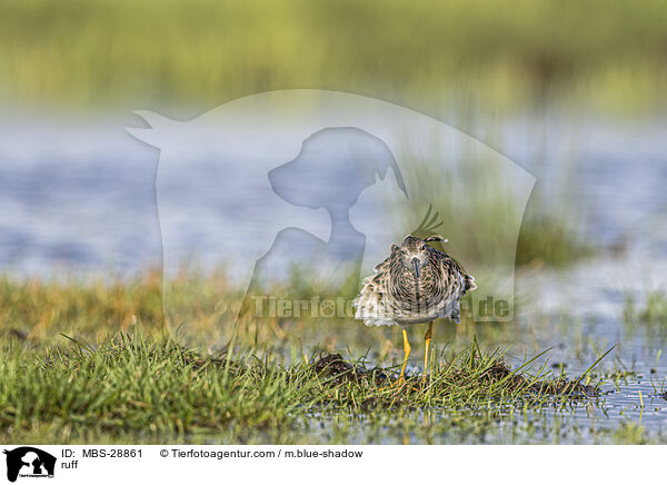 Kampflufer / ruff / MBS-28861