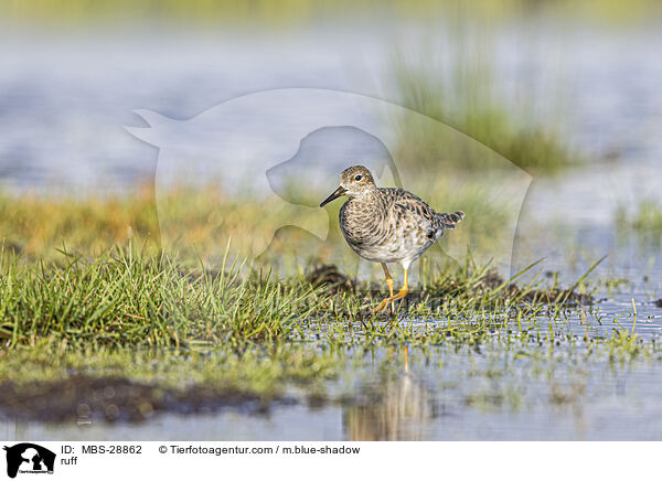 Kampflufer / ruff / MBS-28862