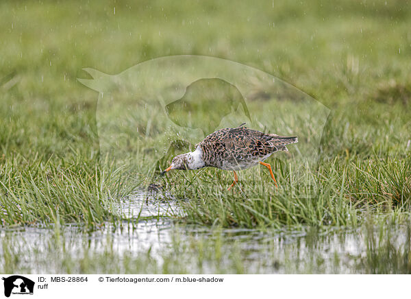 Kampflufer / ruff / MBS-28864