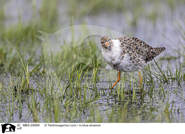 Kampflufer / ruff / MBS-28866