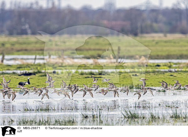 Kampflufer / ruff / MBS-28871