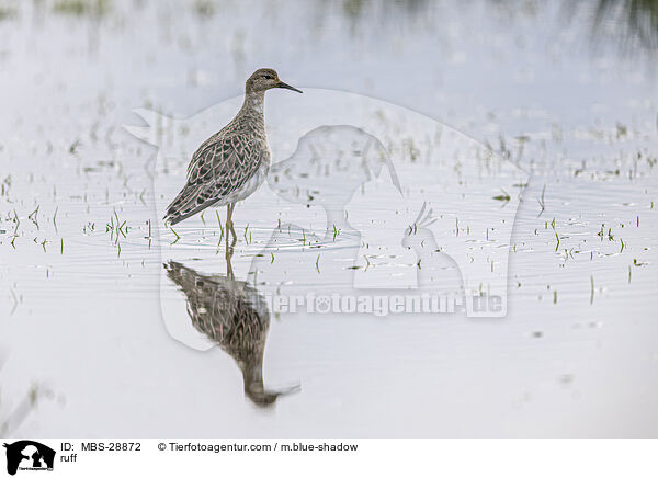 Kampflufer / ruff / MBS-28872