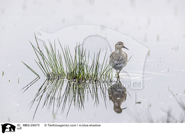 Kampflufer / ruff / MBS-28875