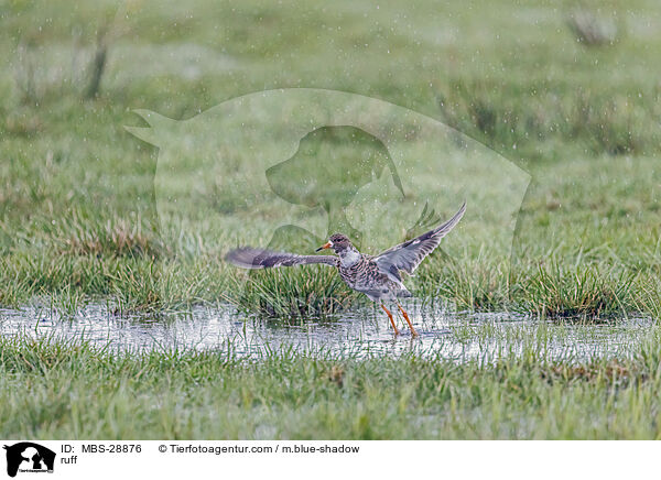 Kampflufer / ruff / MBS-28876