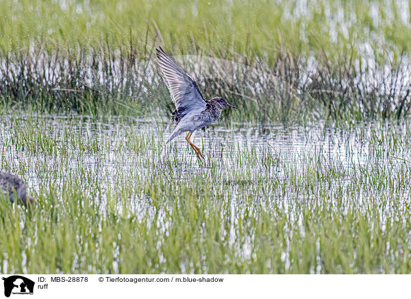 Kampflufer / ruff / MBS-28878