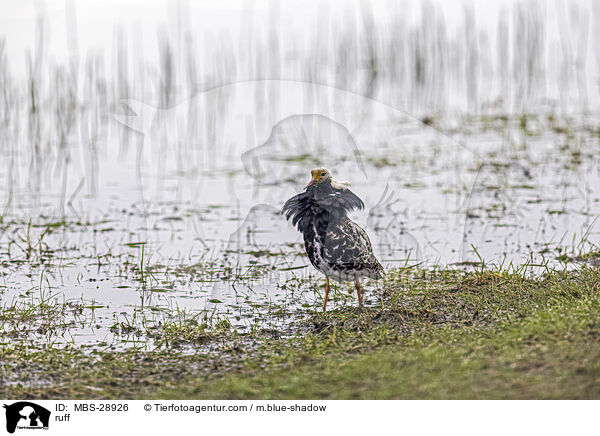 Kampflufer / ruff / MBS-28926