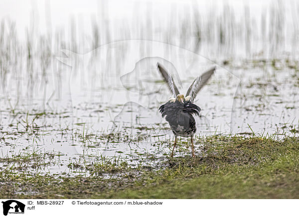 Kampflufer / ruff / MBS-28927