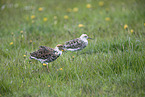 ruffs
