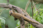 South American coati