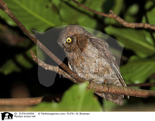 Schmuck-Zwergohreule / Ryukyu scops owl / FLPA-04584