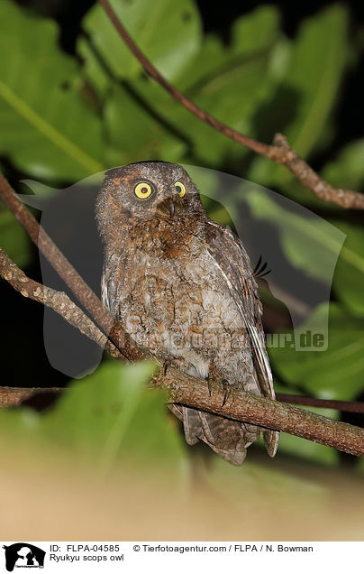 Schmuck-Zwergohreule / Ryukyu scops owl / FLPA-04585