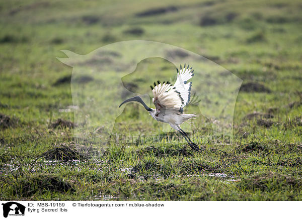 flying Sacred Ibis / MBS-19159