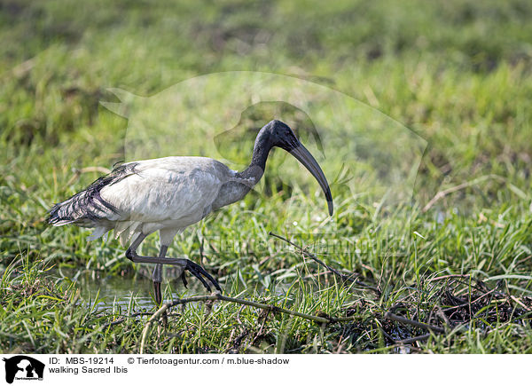 laufender Heiliger Ibis / walking Sacred Ibis / MBS-19214