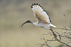 sacred ibis