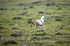 flying Sacred Ibis
