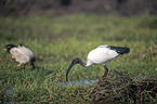 standing Sacred Ibis