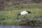 walking Sacred Ibis