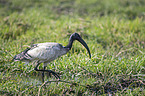 walking Sacred Ibis