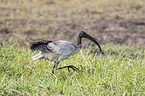 walking Sacred Ibis