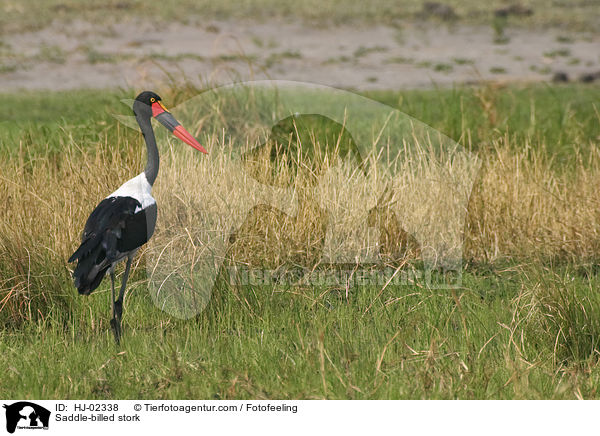 Saddle-billed stork / HJ-02338