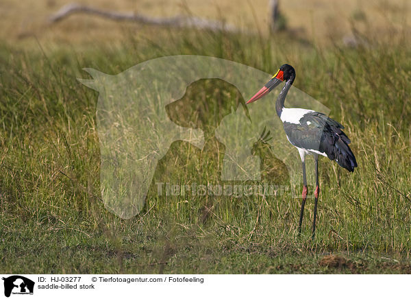 saddle-billed stork / HJ-03277
