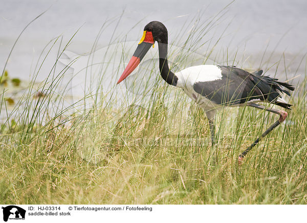 saddle-billed stork / HJ-03314