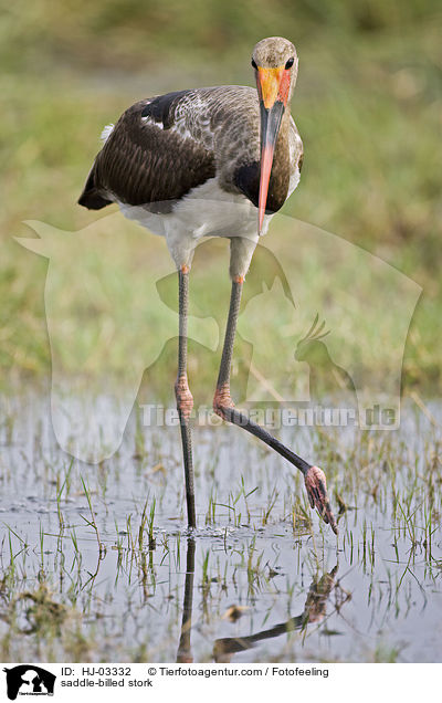saddle-billed stork / HJ-03332