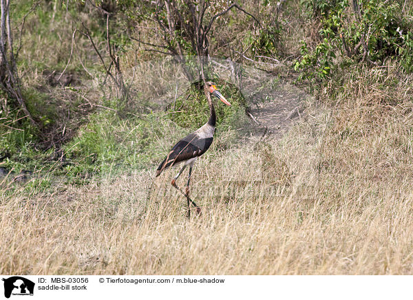 Sattelstorch / saddle-bill stork / MBS-03056