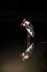 standing Saddle-bill Stork