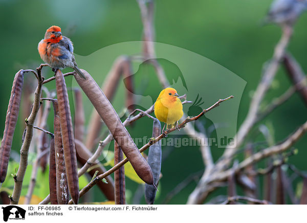 saffron finches / FF-06985
