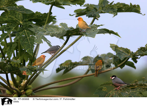 birds / FF-06988