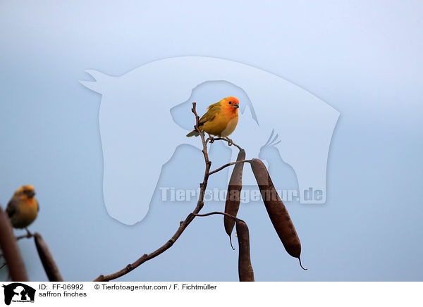 saffron finches / FF-06992