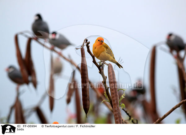 Vgel / birds / FF-06994