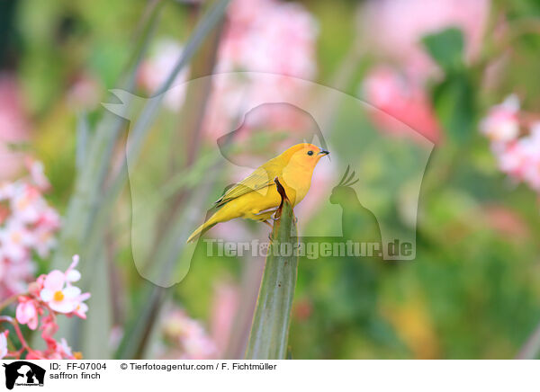saffron finch / FF-07004