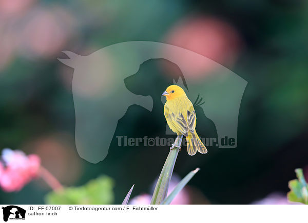 saffron finch / FF-07007